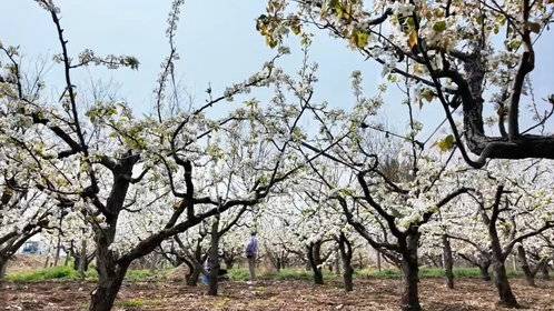 万亩梨园绘就生态画卷